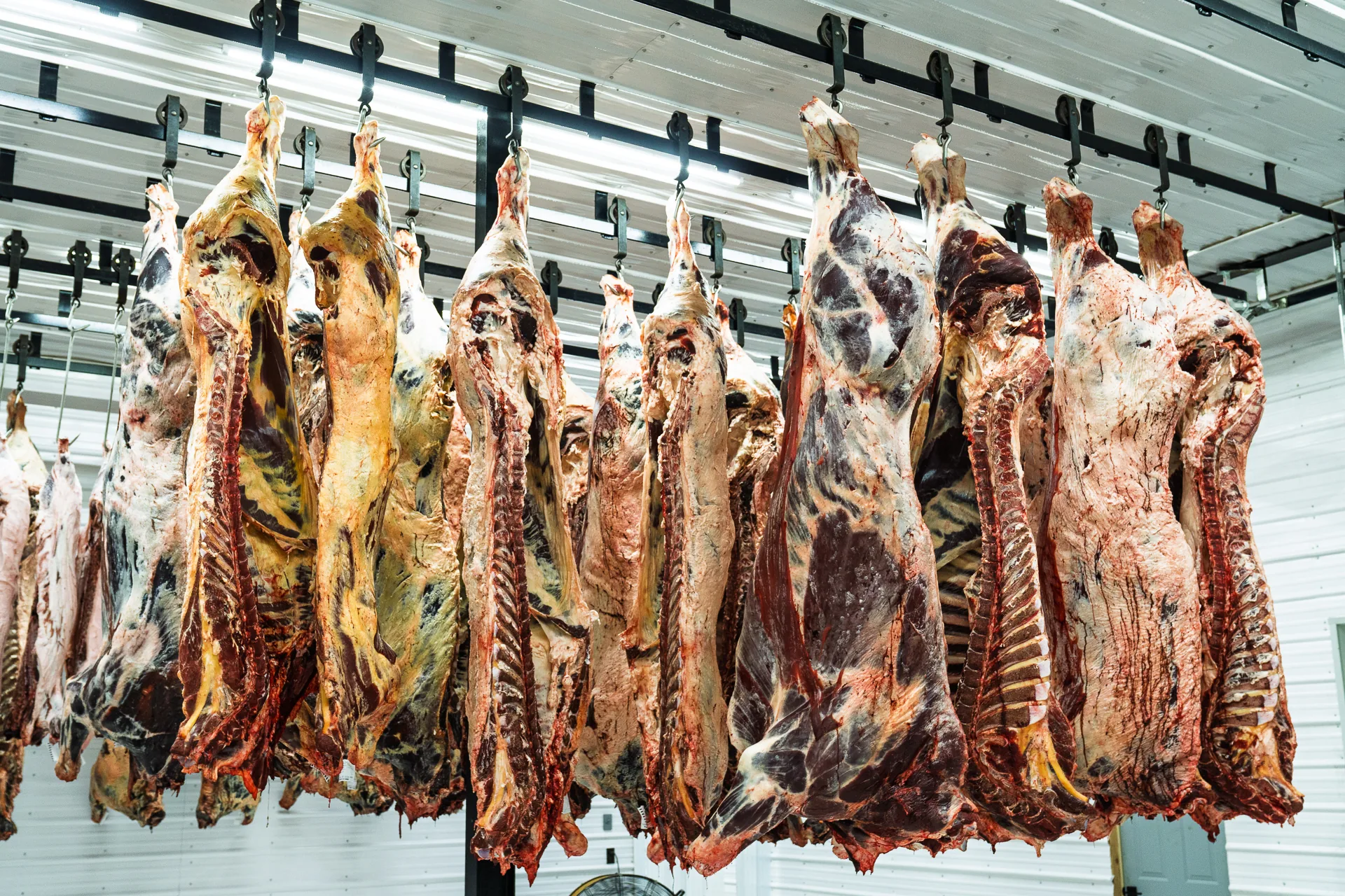Sides of beef hanging on the processing rail inside Hat Creek Butchery